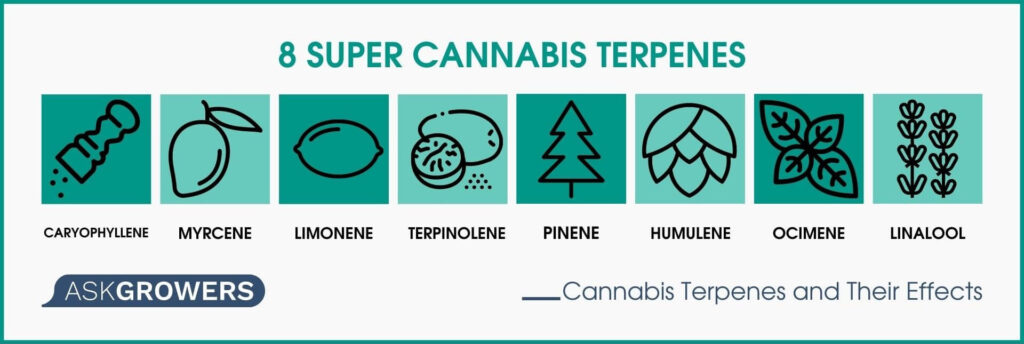 8 Super Cannabis Terpenes