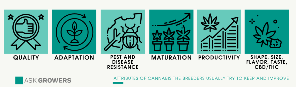 attributes of cannabis the breeders try to keep