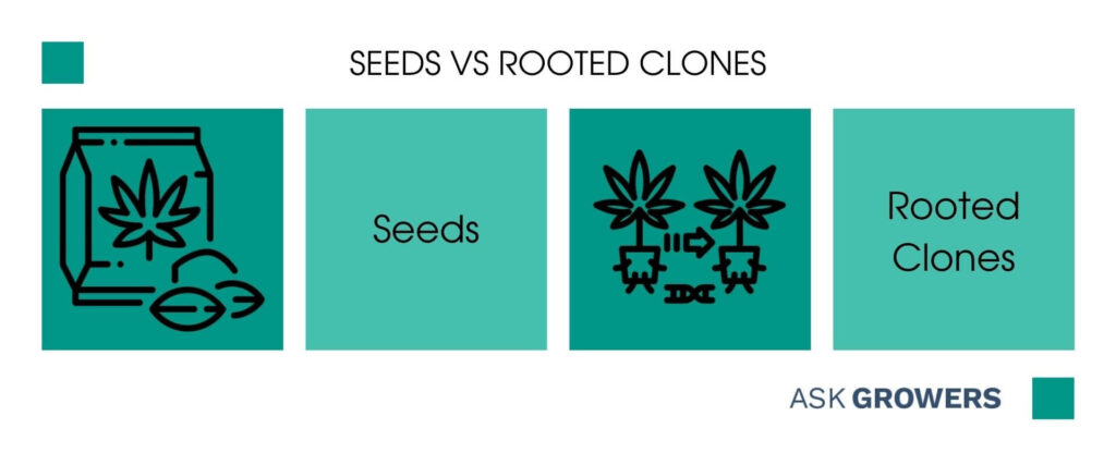 Seeds vs rooted clones