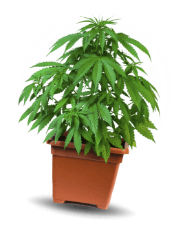 cannabis growing image 5
