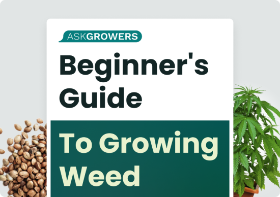 Cannabis Growing 101