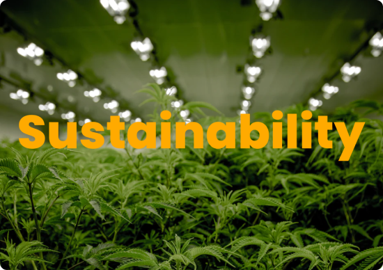Sustainability In The Cannabis Industry
