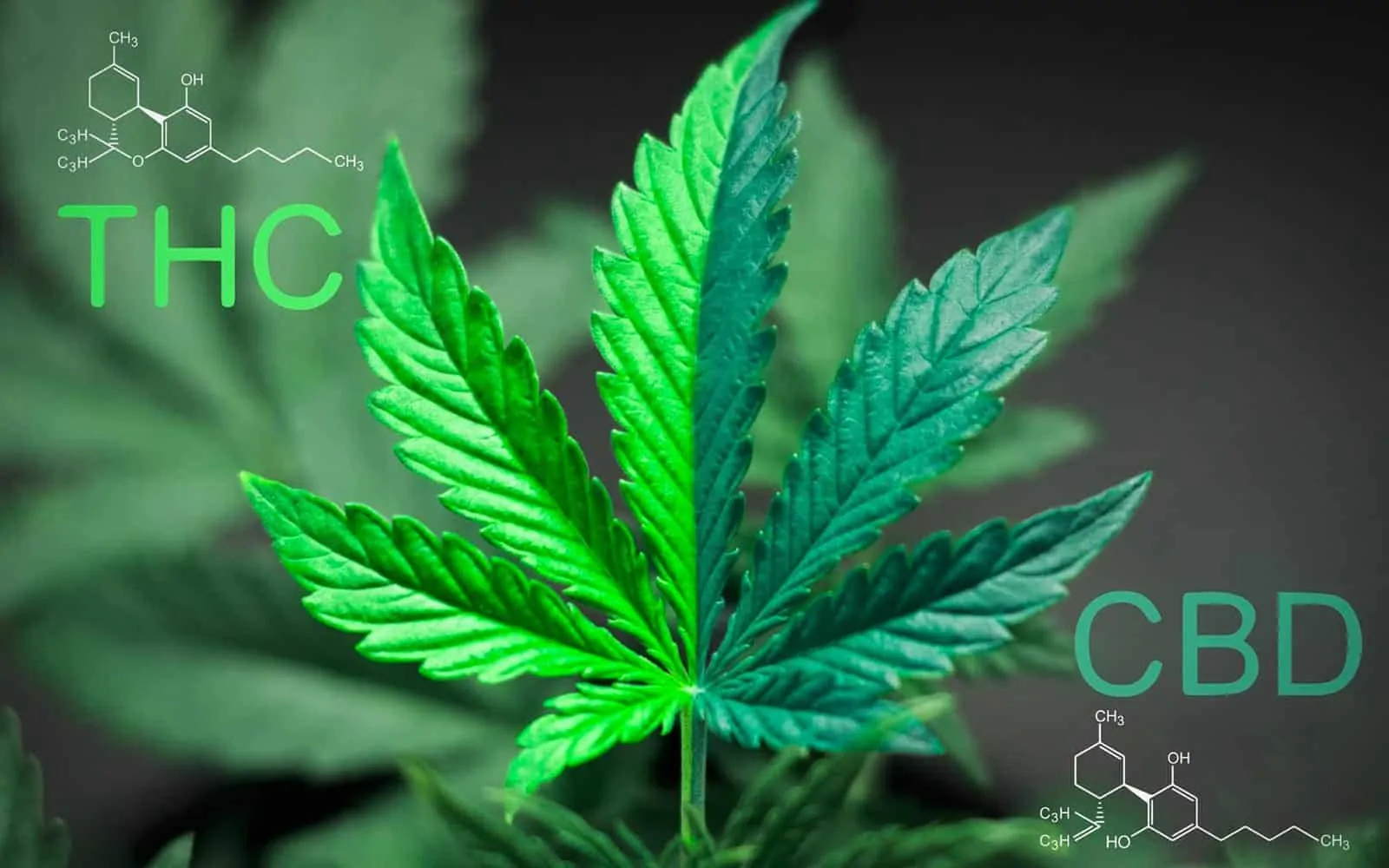 Battle Of Cannabinoids: THC Versus CBD