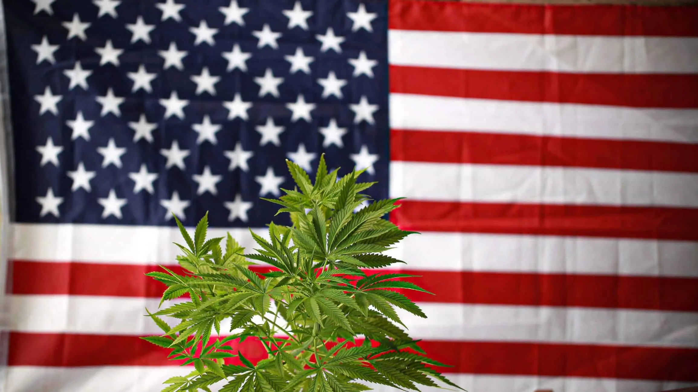 Federal Marijuana Legalization – Is It Possible?