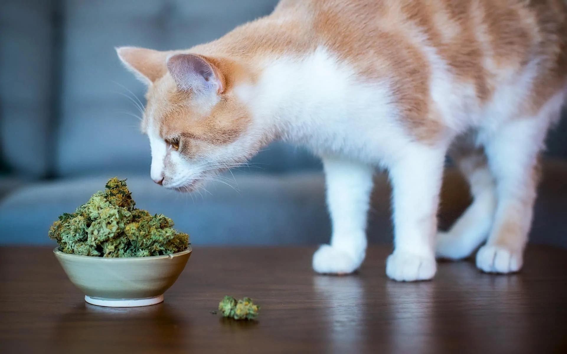What To Do If Your Pet Ate Your Cannabis