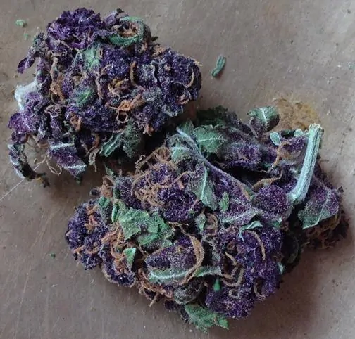 Purple Jack strain photo 2