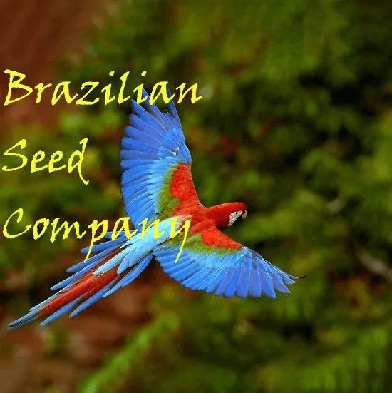 Brazilian Seed Company Logo
