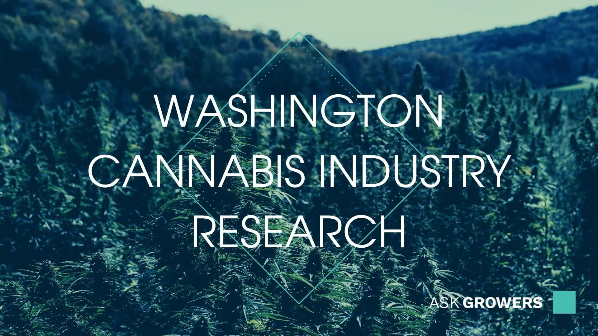 In the Past Five Years Alone, Cannabis-Related Tax Receipts Have Grown by 622% in Washington