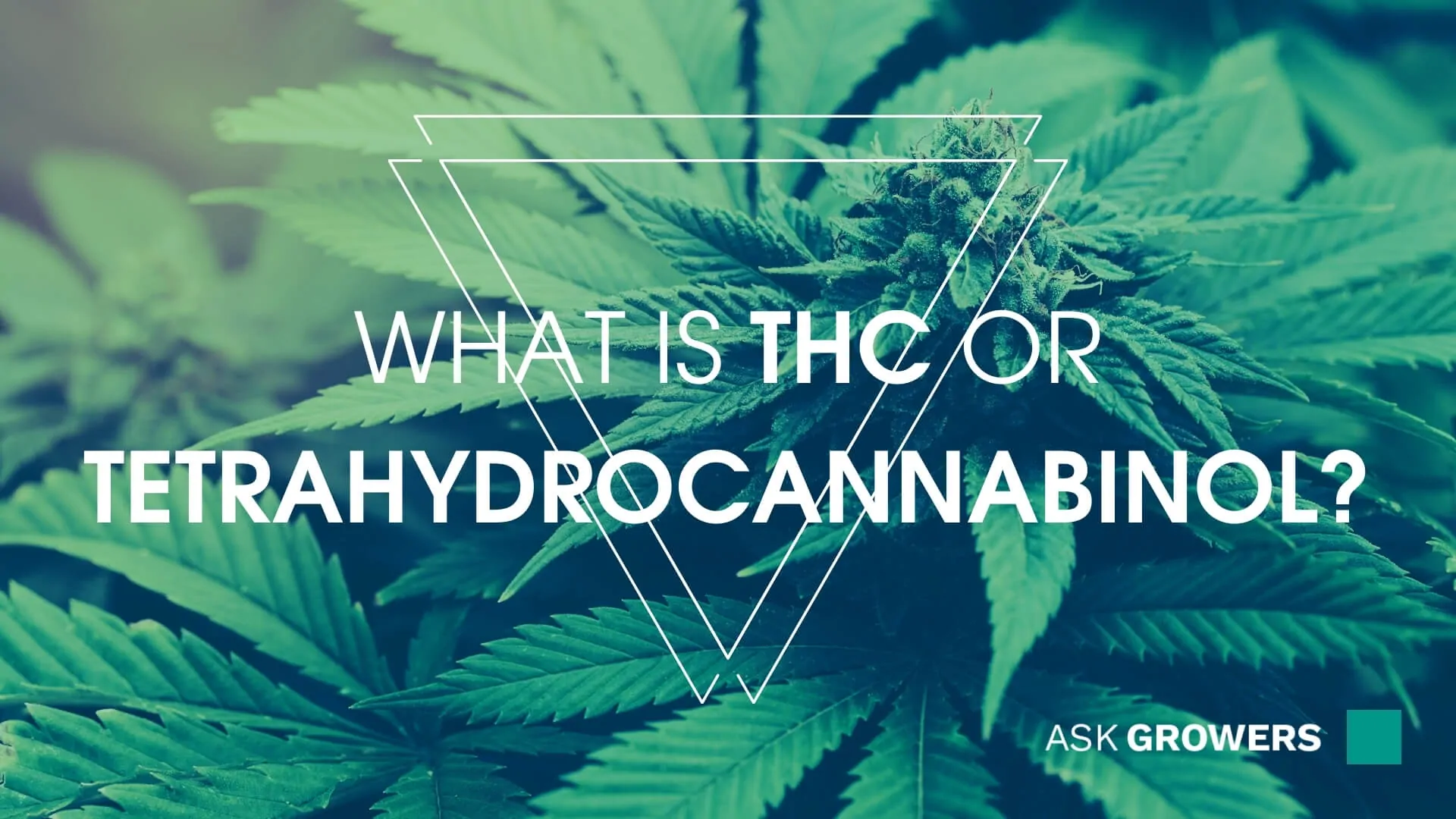 What Is THC Or Tetrahydrocannabinol?