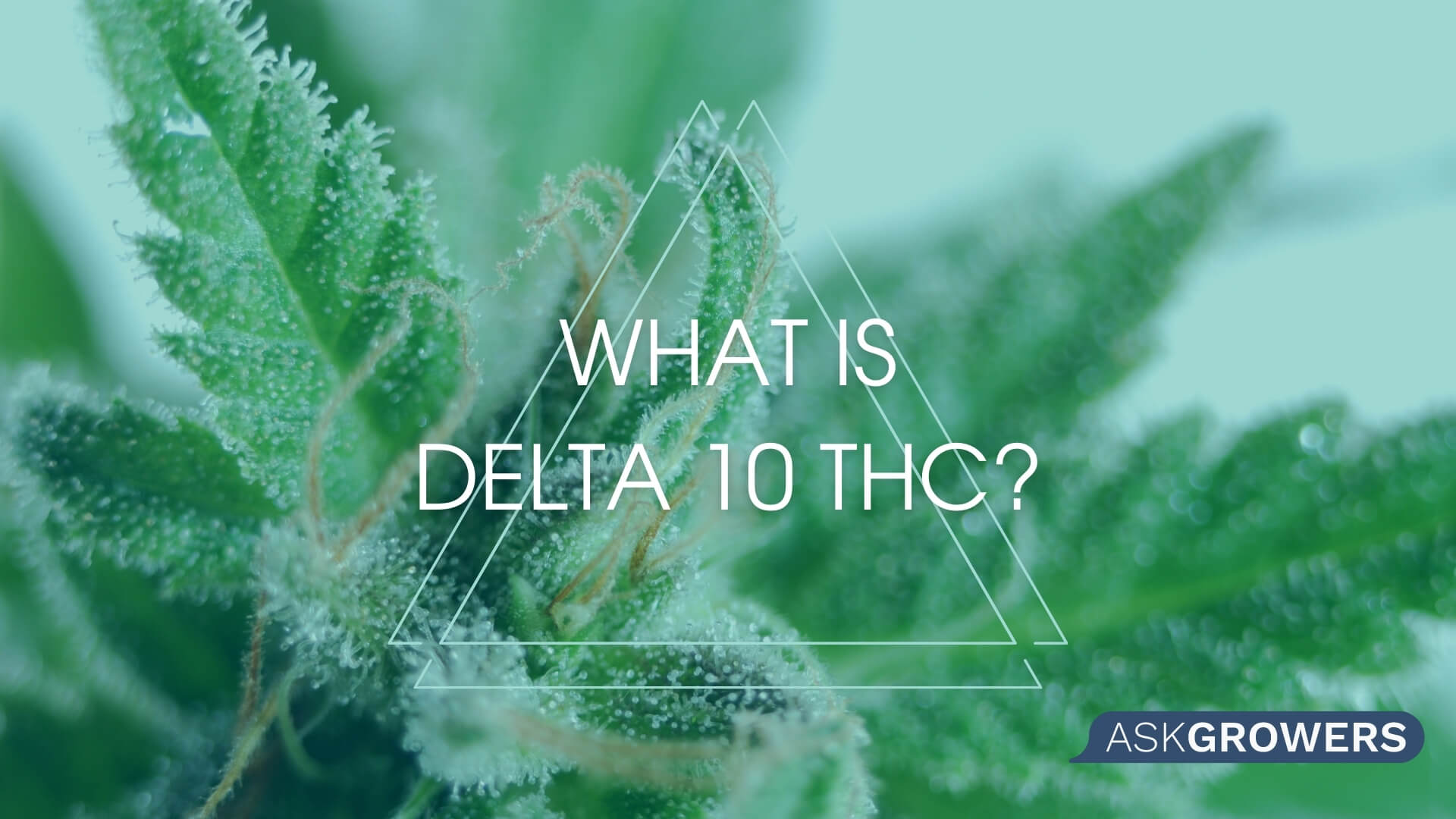 What You Need to Know About the New Tetrahydrocannabinol Delta-10