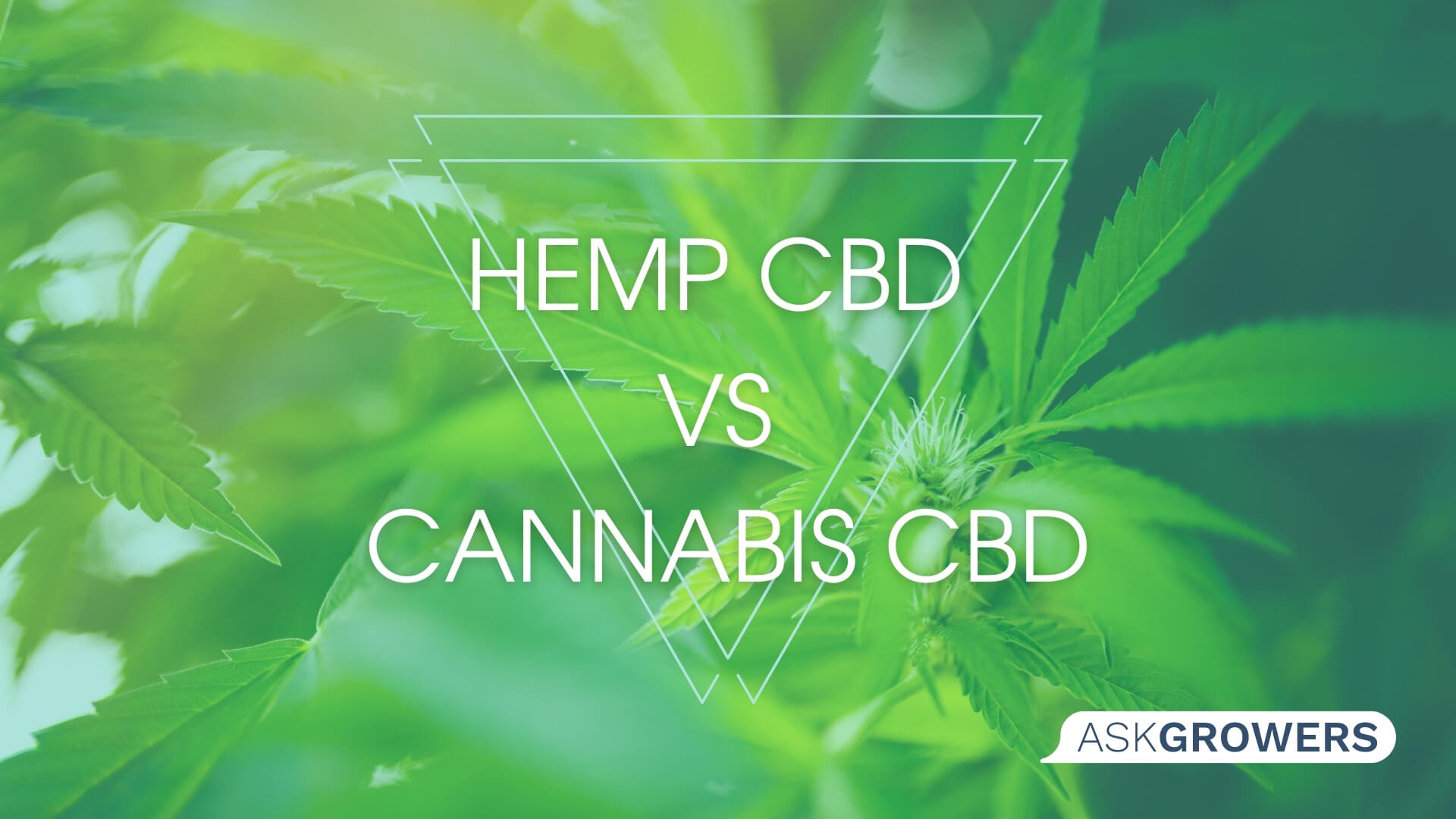 Hemp CBD vs. Cannabis CBD: Is There a Difference, and Which Is Safer?