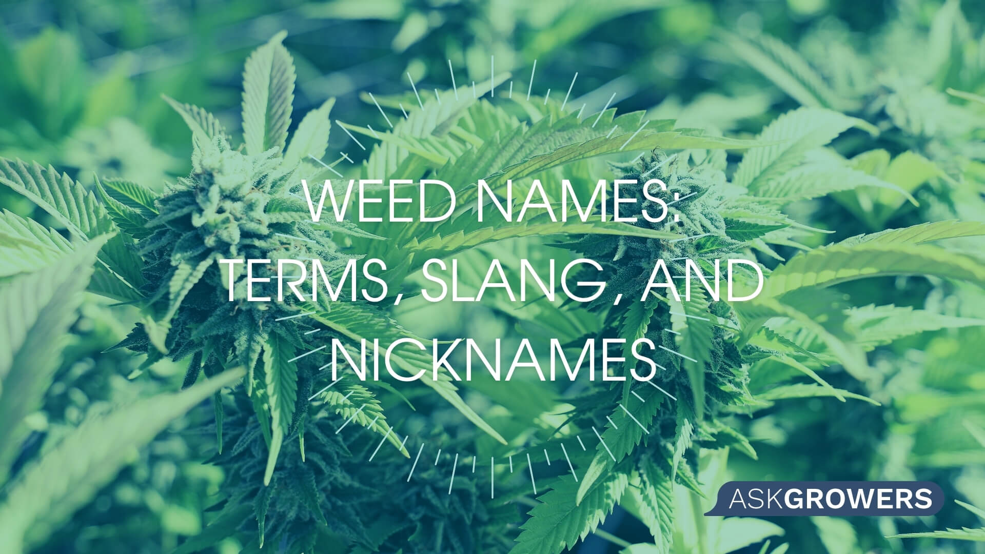 Weed Names: Terms, Slang, and Nicknames