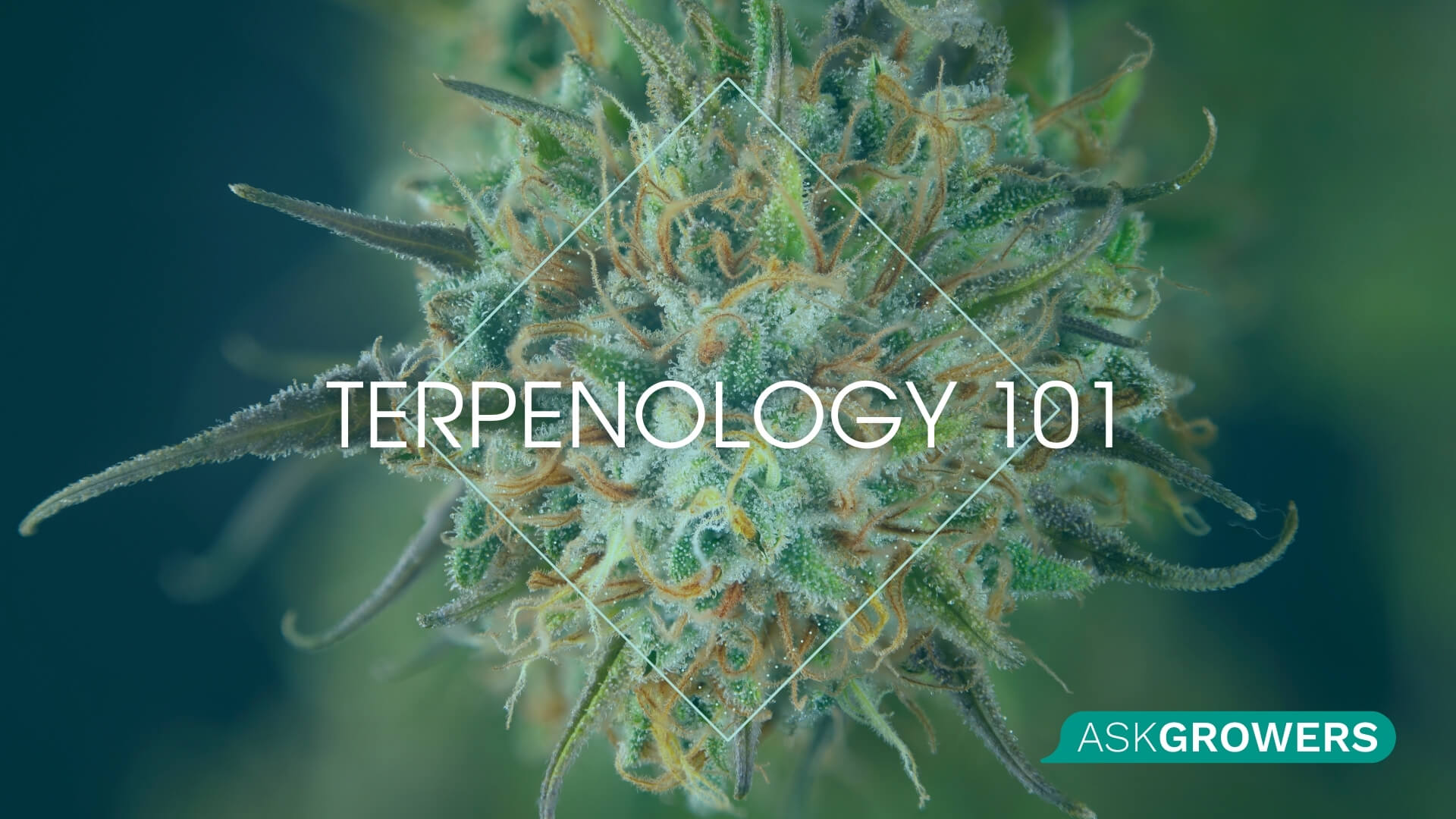 Terpenology 101: Braving a New World of Cannabis Diversity