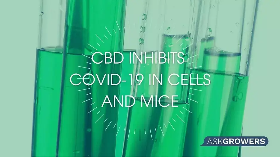 Researchers Advocate CBD Clinical Trials to Prevent COVID-19 Based on Encouraging Evidence