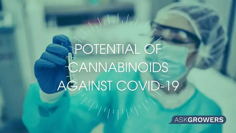 Why Is It Too Early to Say That Cannabis Compounds Can Prevent Infection by COVID