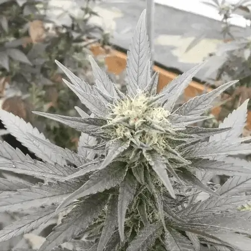 Sunberry strain photo 1