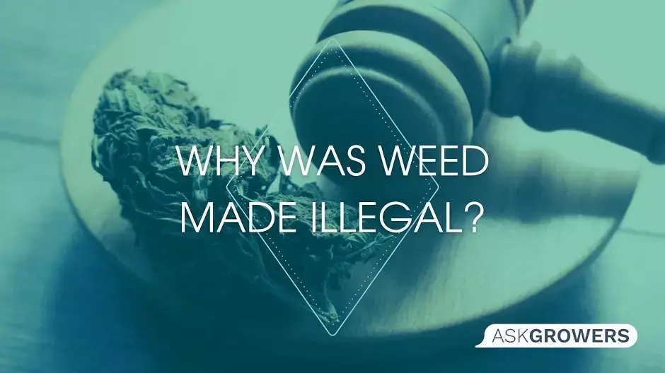Why Was Weed Made Illegal in USA?