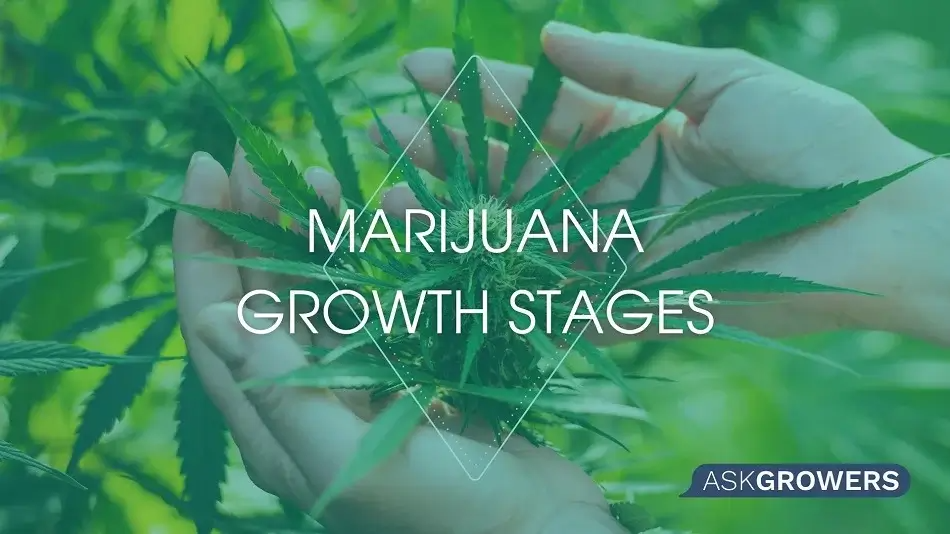 How Long Does It Take to Grow Marijuana: Stages of Growth
