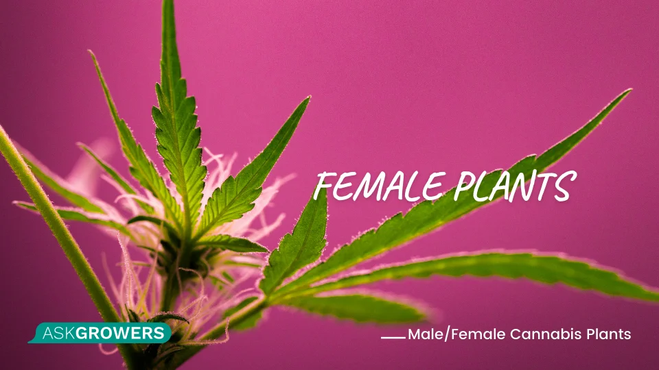 Female Plants