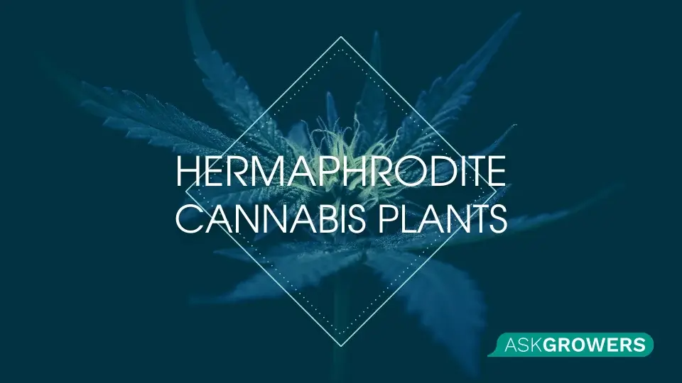 All You Need to Know About Hermaphrodite Cannabis Plants