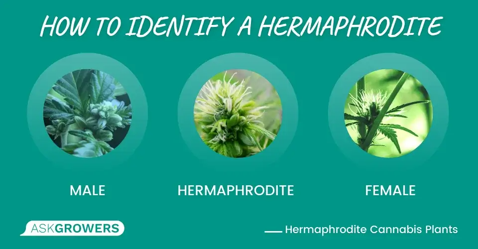How to Identify a Hermaphrodite