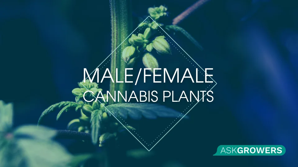 A Guide to Male-Female Cannabis Plant Identification