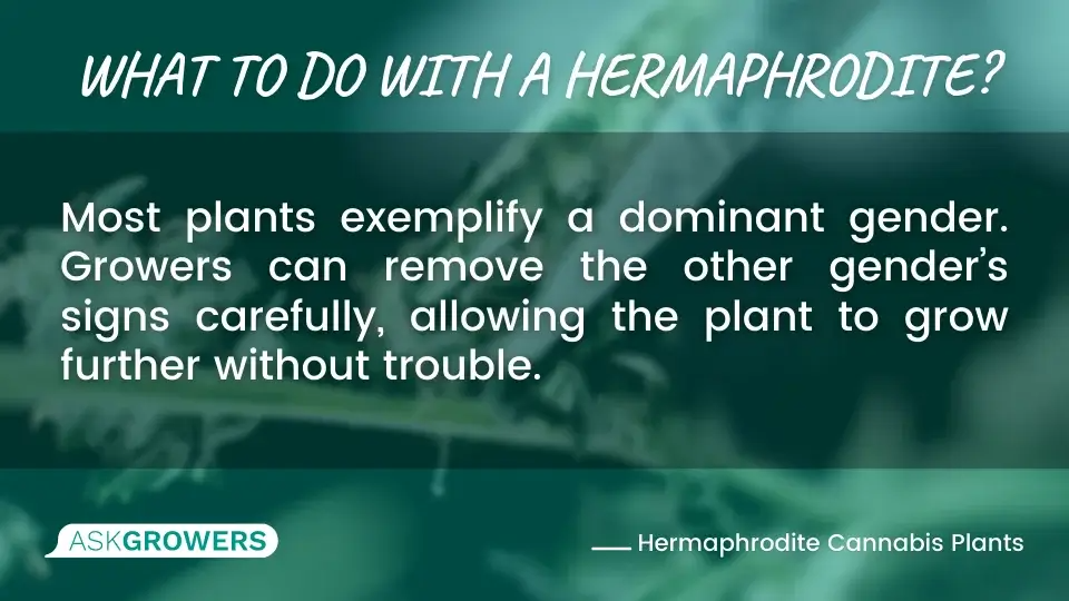 What to Do with a Hermaphrodite?