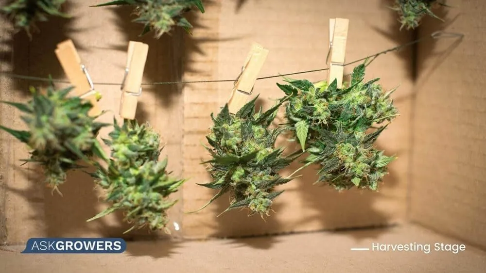 cannabis drying conditions