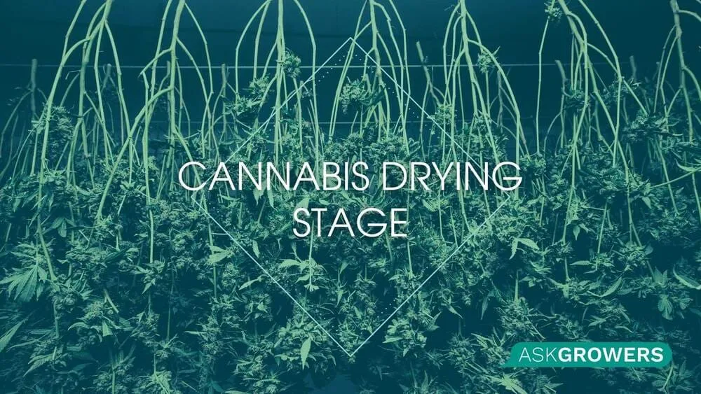 Drying Stage Overview