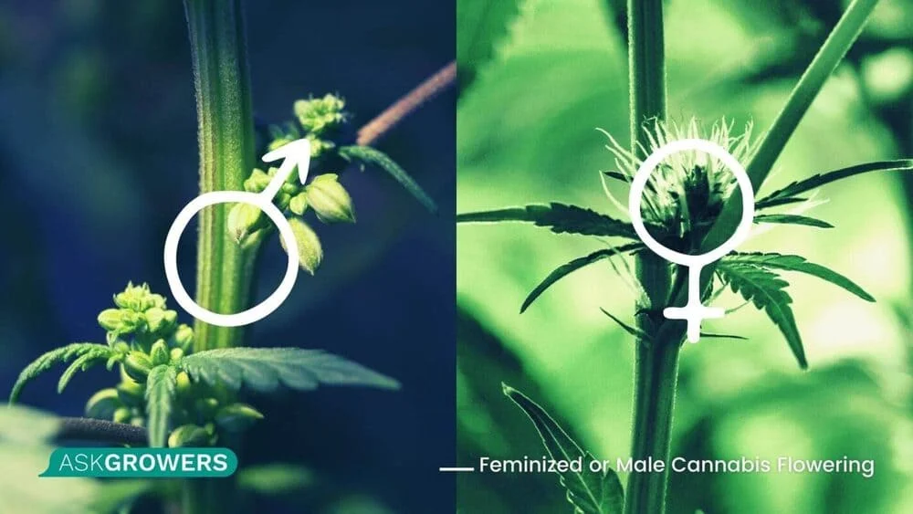 Cannabis Gender