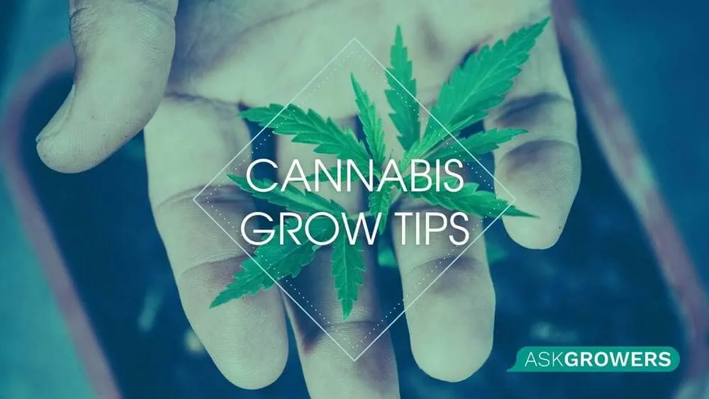 Tips to Keep in Mind During Every Cannabis Growing Stage