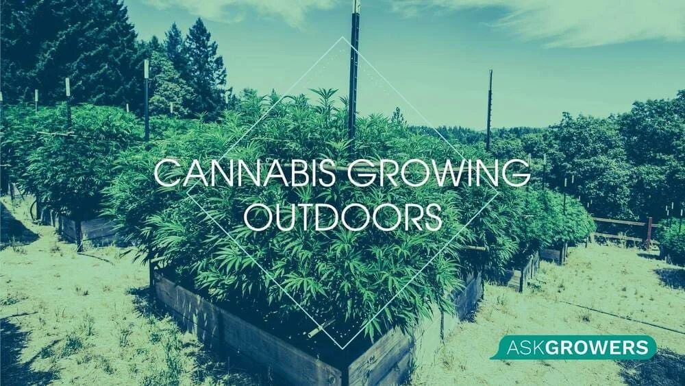 ABCs of Cannabis Growing Outdoors