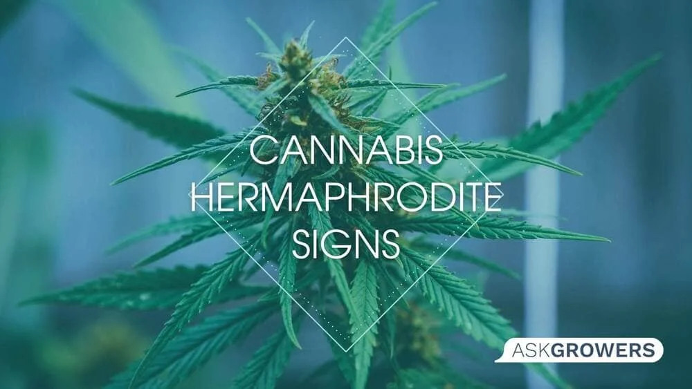 Hermaphrodite Cannabis and How to Avoid It
