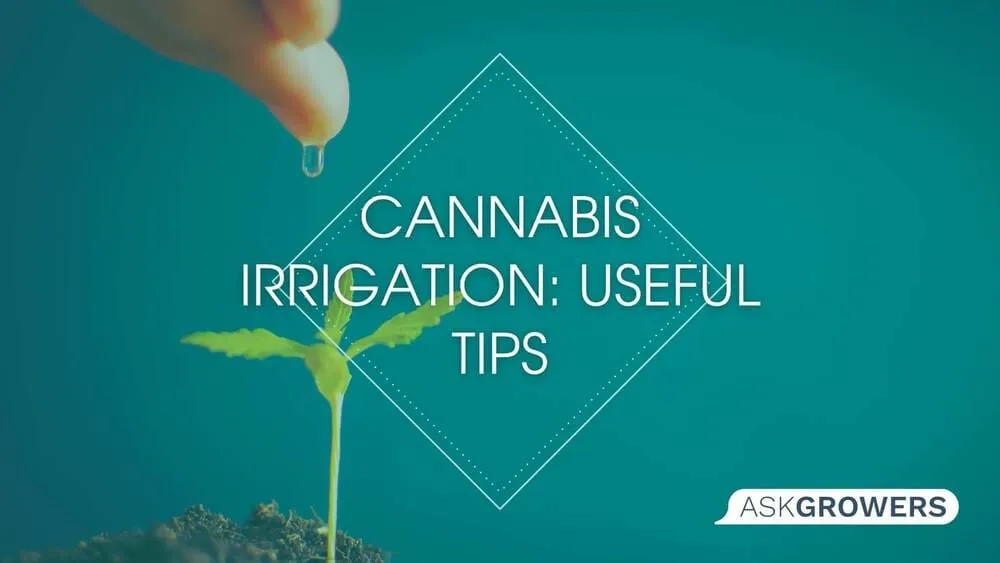 Cannabis Irrigation: Useful Tips