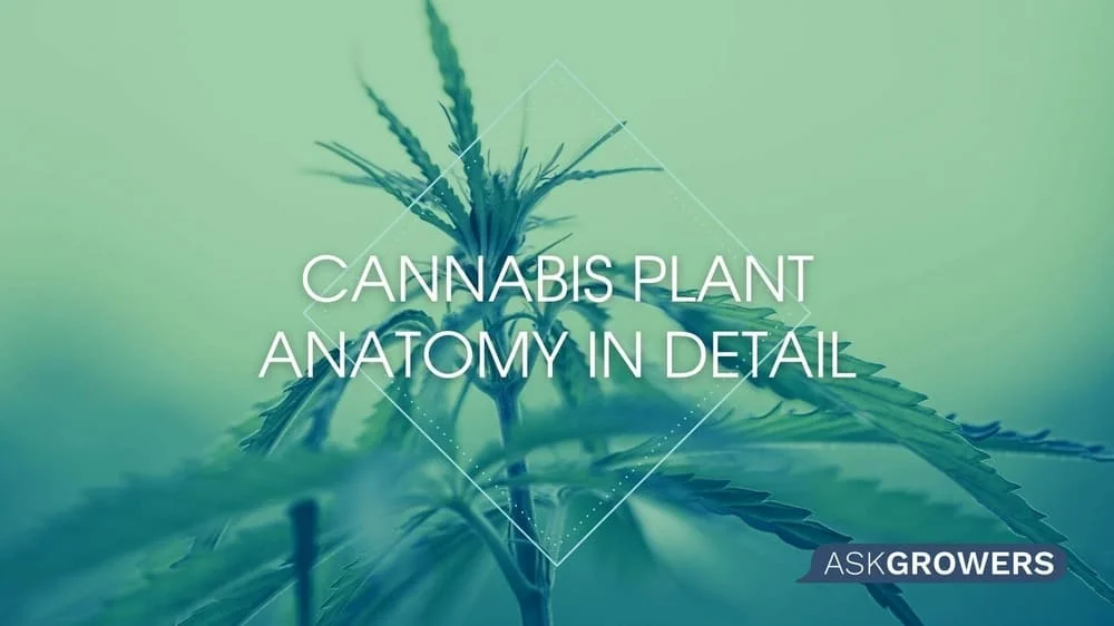 Cannabis Plant Anatomy in Detail