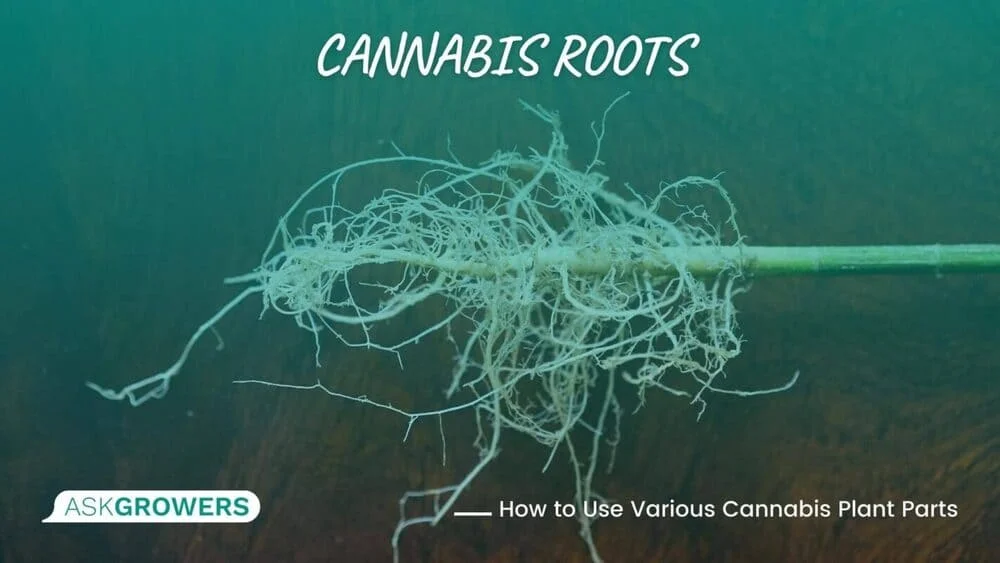 Cannabis Roots