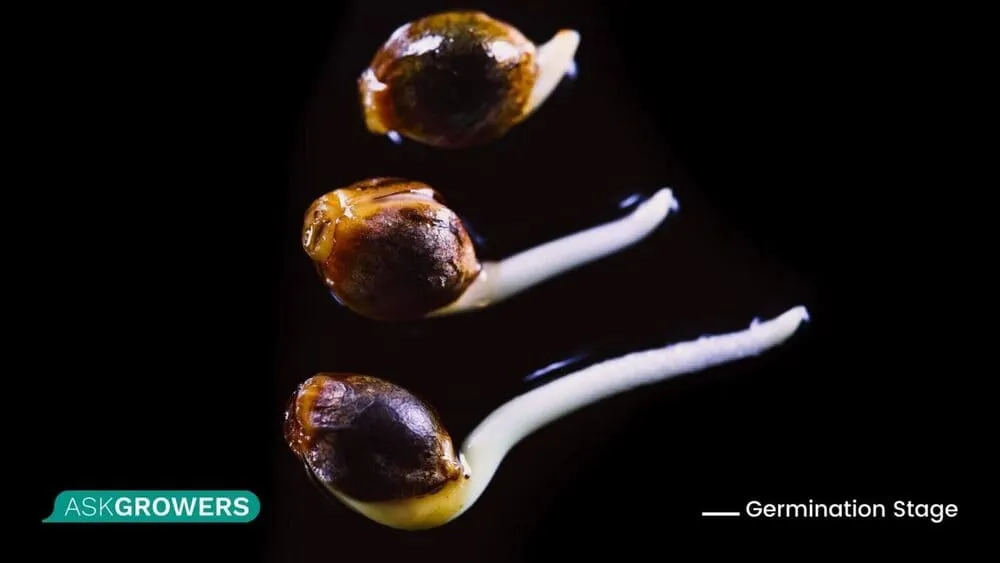 cannabis seed germination