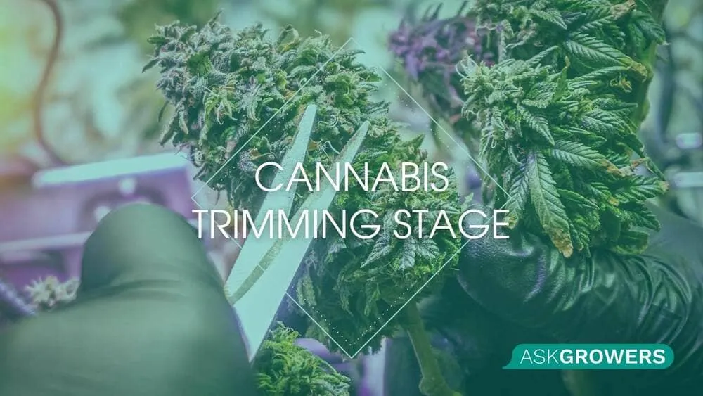 Cannabis Trimming Stage How-to