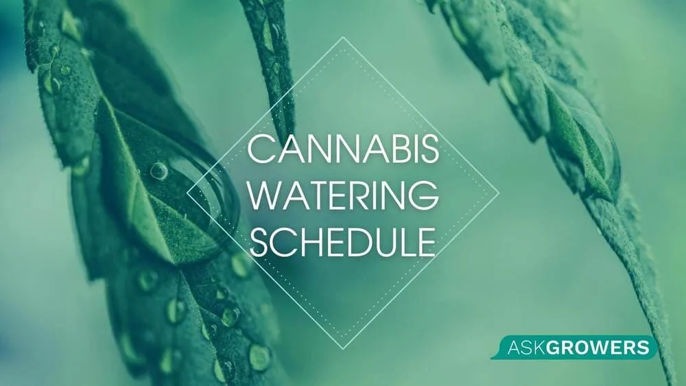 Cannabis Watering Schedule