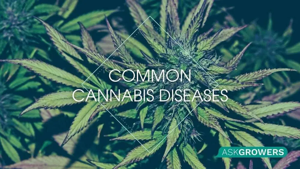 Common Cannabis Diseases