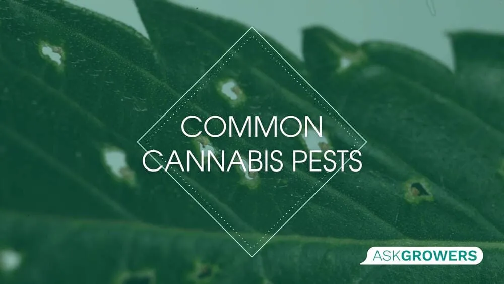 Common Cannabis Pests