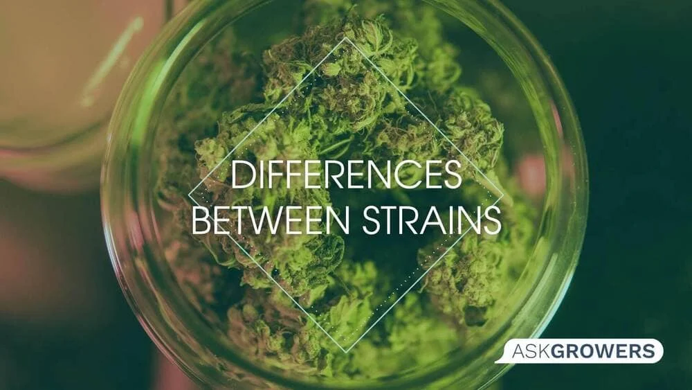 Know the Difference Between Weed Strains