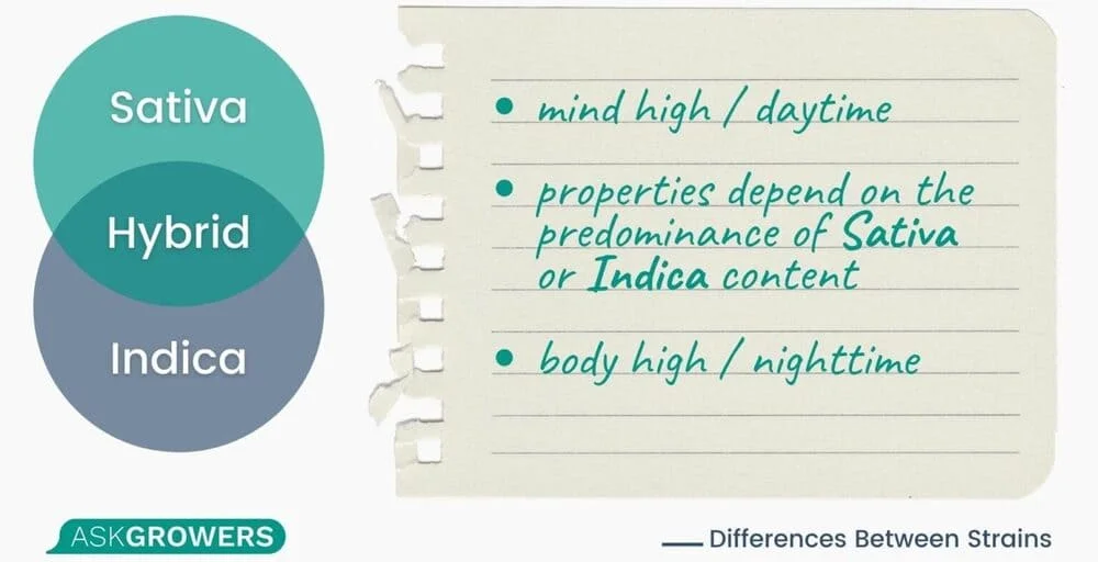 Differences in Weed Strains