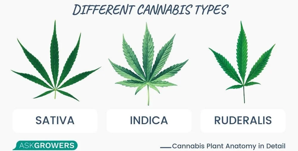 Different Cannabis Types