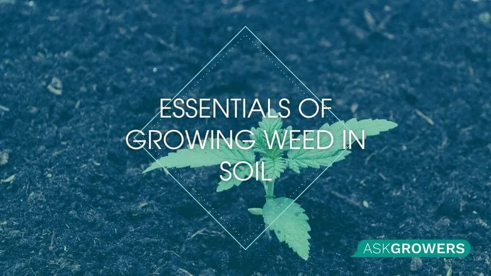 Essentials of Growing Weed in Soil (Pots)