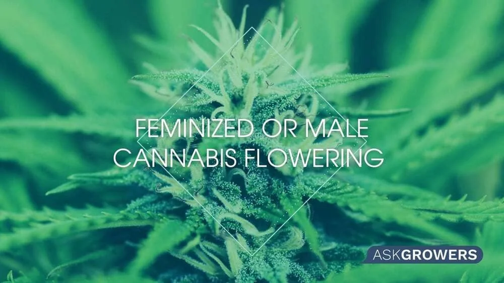 Feminized or Male Cannabis Flowering Overview