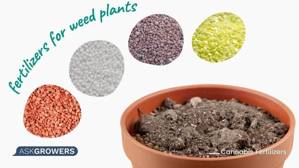 fertilizers for weed plants