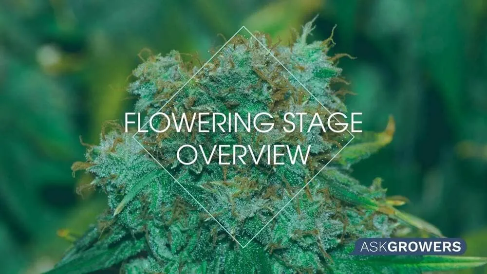 Flowering Stage Overview: Useful Guide of Doing It Right