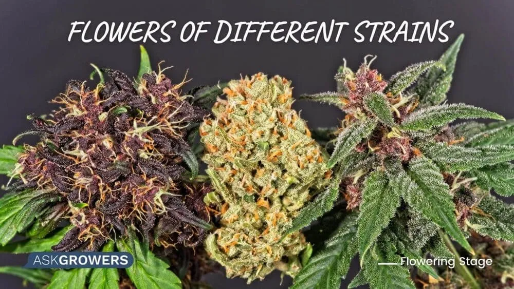 flowers of different strains