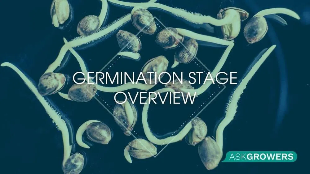 Germination Stage Overview
